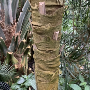 Kew Gardens Coccothrinax miraguama trunk