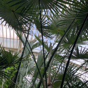 Kew Gardens Coccothrinax miraguama 2