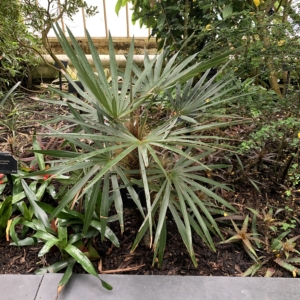 Coccothrinax borhidiana