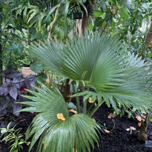 Kew Gardens Pritchardia glabrata