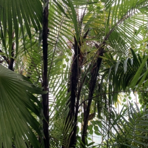 Kew Gardens Bactris major