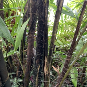 Kew Gardens Bactris major trunk