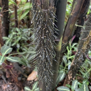 Kew Gardens Bactris major trunk close up