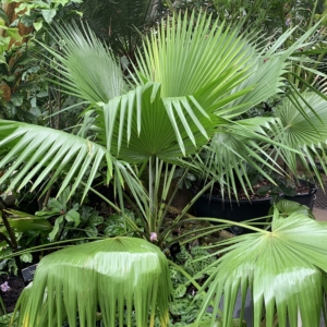 Kew Gardens Trithrinax brasiliensis