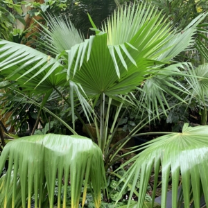 Kew Gardens Copernicia berteroana