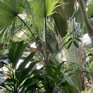 Kew Gardens Trithrinax Brasiliensis