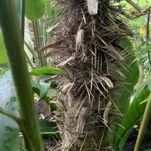 Kew Gardens Trithrinax brasiliensis trunk
