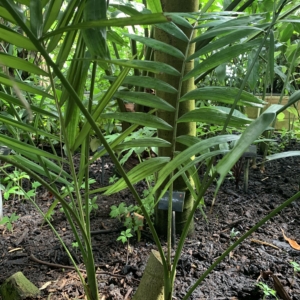 Kew Gardens Ptychosperma sanderianum