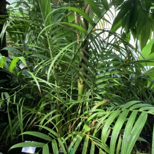 Kew Gardens Nenga pumila var pachystacha