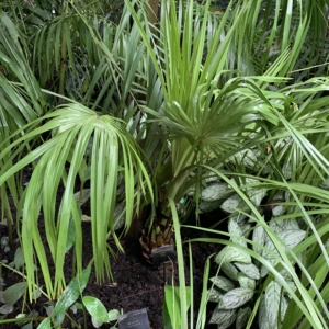 Kew Gardens Livistona decora