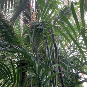 Kew Gardens Pinanga sylvestris