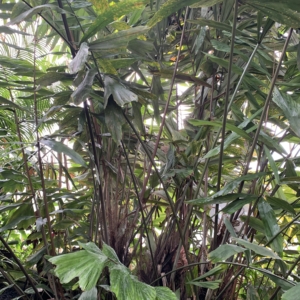 Kew Gardens Wallachian oblongifolia