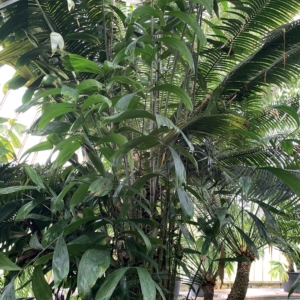 Kew Gardens Salacca ramosiana