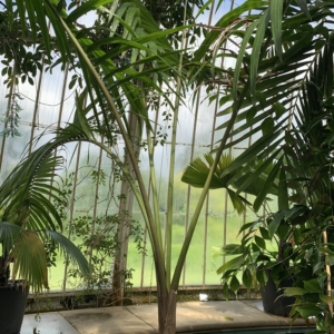 Kew Gardens Hydriastele costata