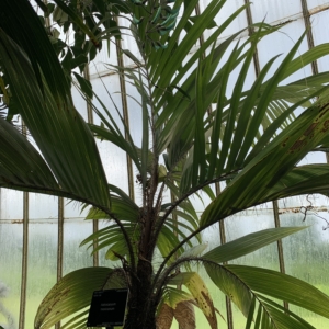 Kew Gardens Astrocaryum  me I anum