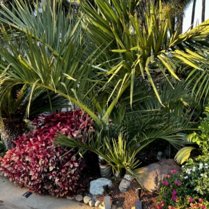 Chrysalidocarpus decipiens