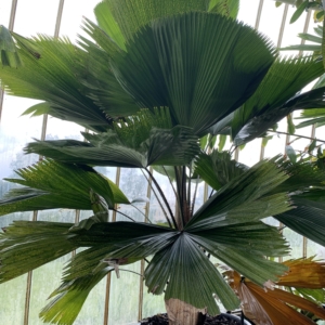 Kew Gatdens Licuala grandis