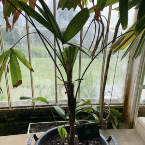 Kew Garfens Licuala telifeta