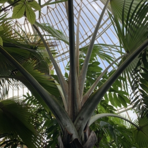 Kew Gardens Latania verschaffeltii