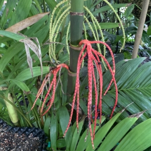 Kew Gardens Pinanga coronata inflorescence