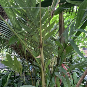 Kew Gardens Pinanga coronata