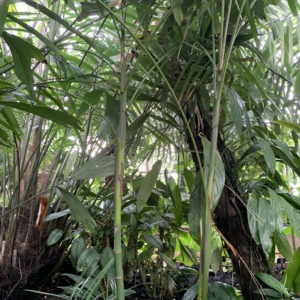 Kew Gardens Prychosperma furcatum