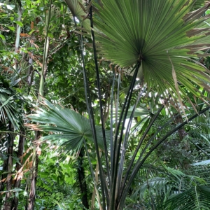 Kew Gardens Kerriodoxa elegans