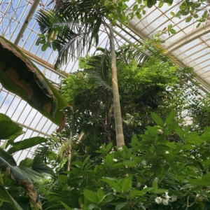 Kew Gardens Carpenteria acumenta