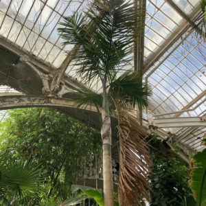 Kew Gardens Gaussia Gomez-pompae