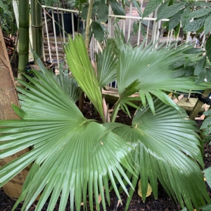 Kew Gardens Pritchardia kaalea