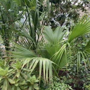 Kew gardens Sabal bermudana