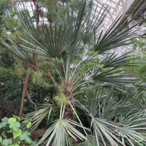 Kew Gardens Trithrinax campestris