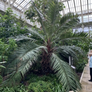 Kew Gardens Chilean Wine Palm