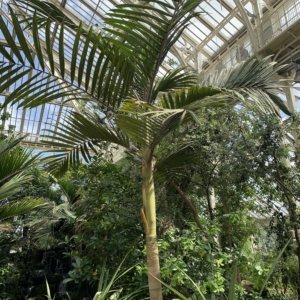 Kew Gardens Chambeyronia hookeri