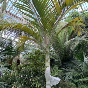 Kew Gardens Hedyscape canterburyana