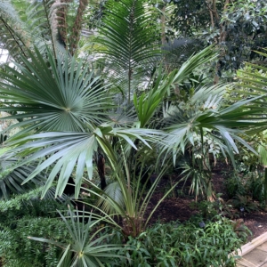 Kew Gardens Livistona australis