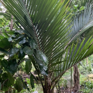 Kew Gardens Nikau Palm