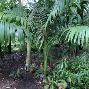 Kew Gardens King Palm