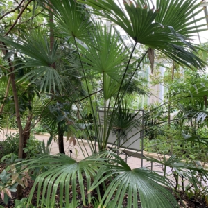 Trachycarpus maniour