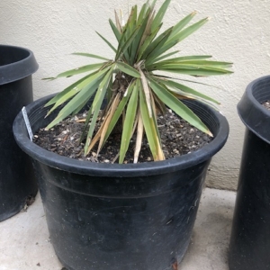 Hemithrinax ekmaniana