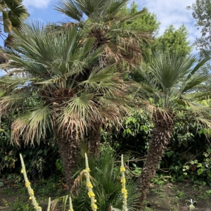 Kew Gardens Mediterranean Fan Palms