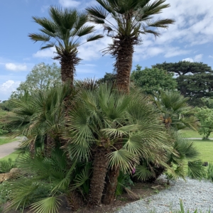 Kew Gardens Mediterranean Fan Palms 2