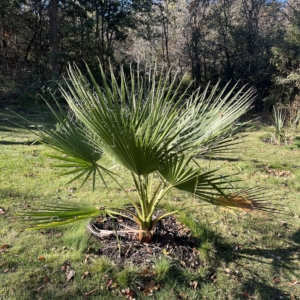 Washingtonia filifera