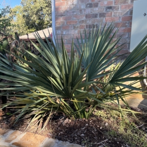 Sabal minor (Emerald Isle Giant)