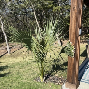 Sabal mexicana