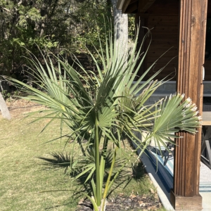 Sabal mexicana