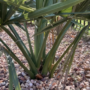 Sabal brazoriensis