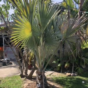 Bismarckia nobilis Los Angeles