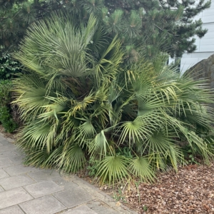 London Heathrow Mediterranean Fan Palm