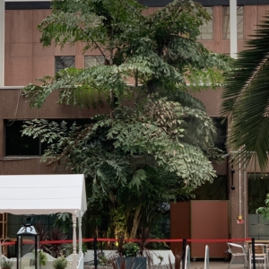 London Heathrow Sheraton Fishtail Palm